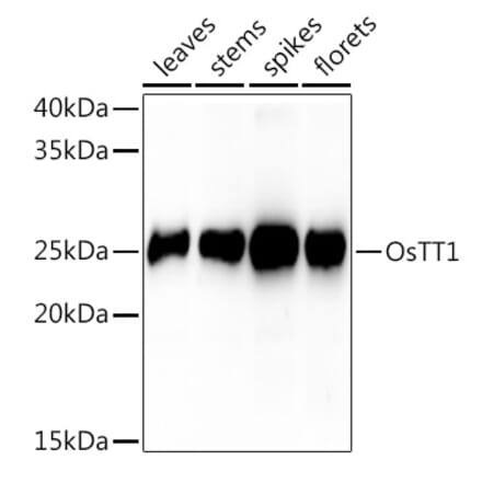 Western Blot - Anti-PAB1 Antibody (A309901) - Antibodies.com