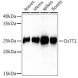 Western Blot - Anti-PAB1 Antibody (A309901) - Antibodies.com