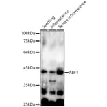 Western Blot - Anti-VRN1 Antibody (A309907) - Antibodies.com