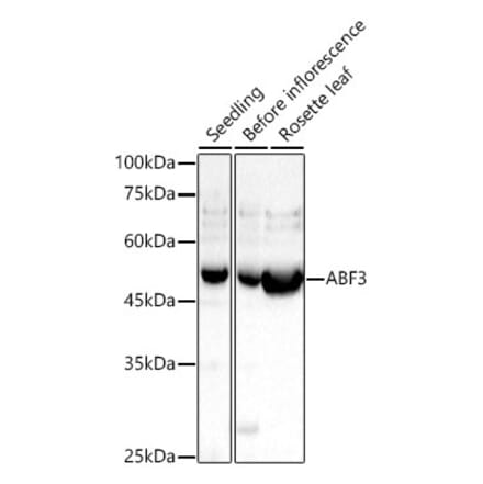Western Blot - Anti-ABF3 Antibody (A309908) - Antibodies.com