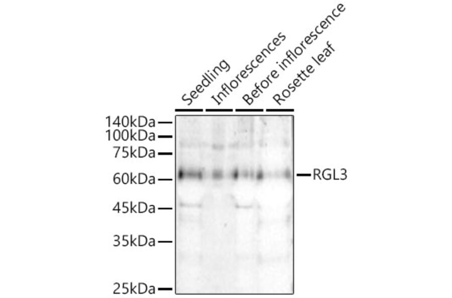Western Blot - Anti-RGL3 Antibody (A309910) - Antibodies.com