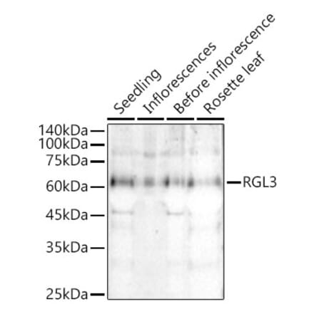 Western Blot - Anti-RGL3 Antibody (A309910) - Antibodies.com