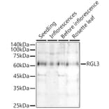 Western Blot - Anti-RGL3 Antibody (A309910) - Antibodies.com