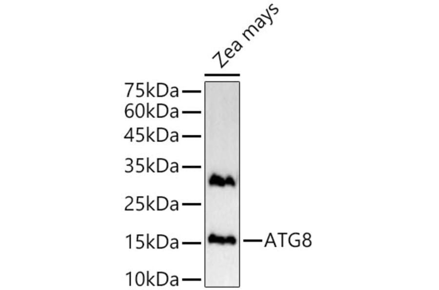 Western Blot - Anti-ATG8g Antibody (A309911) - Antibodies.com
