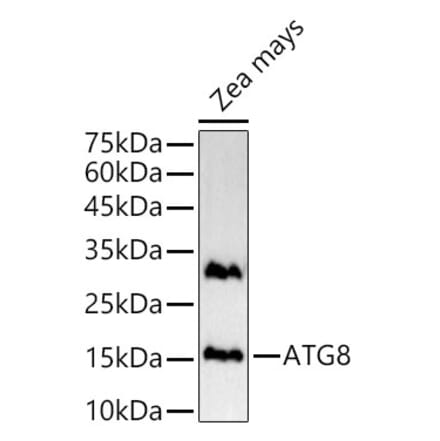 Western Blot - Anti-ATG8g Antibody (A309911) - Antibodies.com