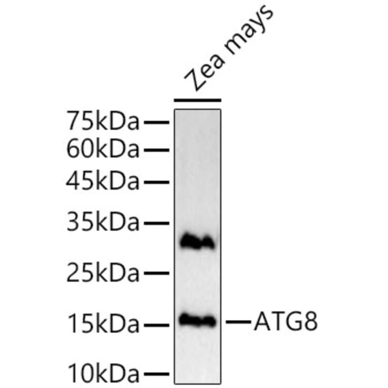 Western Blot - Anti-ATG8g Antibody (A309911) - Antibodies.com