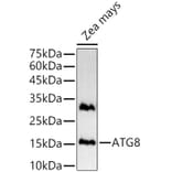 Western Blot - Anti-ATG8g Antibody (A309911) - Antibodies.com