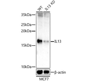 Western Blot - Anti-IL-13 Antibody (A309921) - Antibodies.com