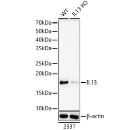 Western Blot - Anti-IL-13 Antibody [ARC61007] (A309922) - Antibodies.com