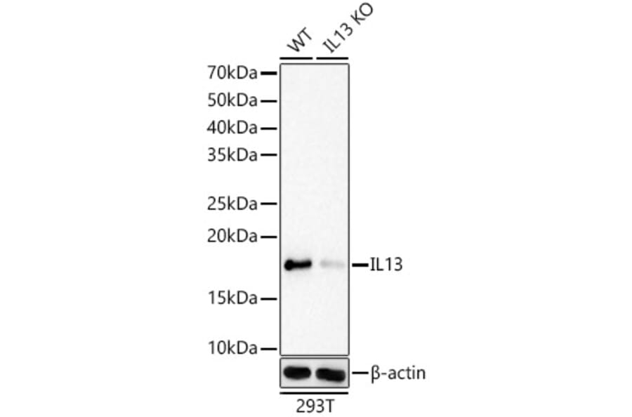 Western Blot - Anti-IL-13 Antibody [ARC61007] (A309922) - Antibodies.com