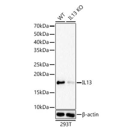 Western Blot - Anti-IL-13 Antibody [ARC61007] (A309922) - Antibodies.com