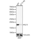 Western Blot - Anti-IL-13 Antibody [ARC61007] (A309922) - Antibodies.com