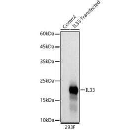 Western Blot - Anti-IL-33 Antibody [ARC58115] (A309924) - Antibodies.com