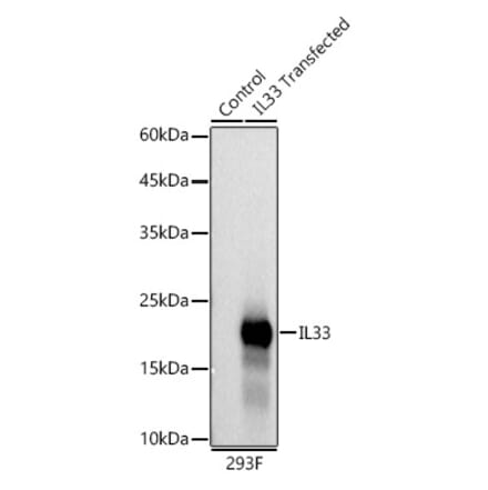 Western Blot - Anti-IL-33 Antibody [ARC58115] (A309924) - Antibodies.com