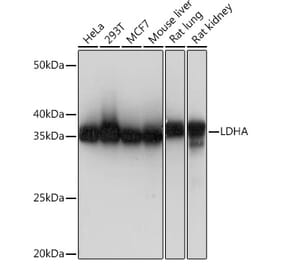 Western Blot - Anti-Lactate Dehydrogenase Antibody [ARC0509] (A309926) - Antibodies.com