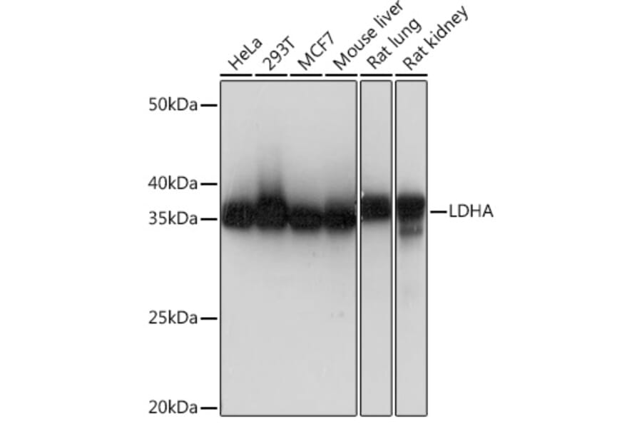 Western Blot - Anti-Lactate Dehydrogenase Antibody [ARC0509] (A309926) - Antibodies.com