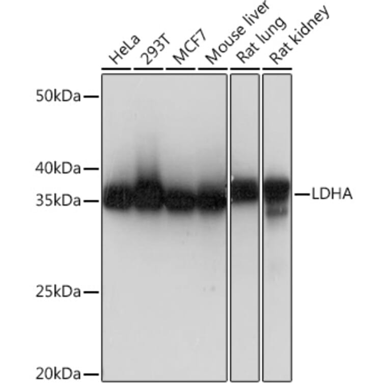 Western Blot - Anti-Lactate Dehydrogenase Antibody [ARC0509] (A309926) - Antibodies.com