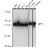 Western Blot - Anti-Lactate Dehydrogenase Antibody [ARC0509] (A309926) - Antibodies.com