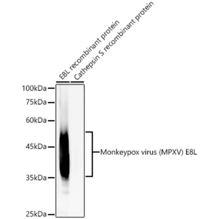 Western Blot - Anti-Monkeypox virus OPG105/E8L Antibody [ARC59811] (A309928) - Antibodies.com