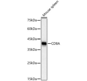 Western Blot - Anti-CD8 alpha Antibody [ARC59319 + ARC55249] (A309931) - Antibodies.com