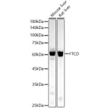 Western Blot - Anti-58K Golgi protein Antibody [ARC58234] (A309940) - Antibodies.com