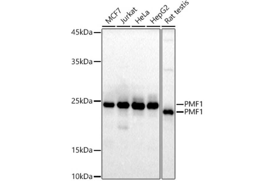 Western Blot - Anti-PMF-1 Antibody [ARC3037] (A309950) - Antibodies.com
