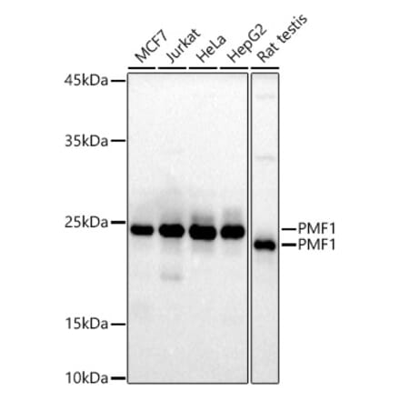 Western Blot - Anti-PMF-1 Antibody [ARC3037] (A309950) - Antibodies.com