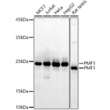 Western Blot - Anti-PMF-1 Antibody [ARC3037] (A309950) - Antibodies.com