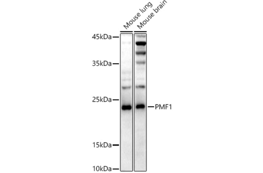 Western Blot - Anti-PMF-1 Antibody [ARC3037] (A309950) - Antibodies.com