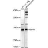 Western Blot - Anti-PMF-1 Antibody [ARC3037] (A309950) - Antibodies.com