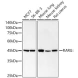 Western Blot - Anti-Retinoic Acid Receptor gamma Antibody [ARC59266] (A309952) - Antibodies.com