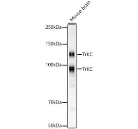 Western Blot - Anti-TrkC Antibody [ARC59398] (A309956) - Antibodies.com