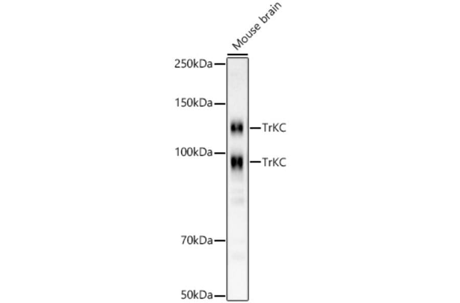 Western Blot - Anti-TrkC Antibody [ARC59398] (A309956) - Antibodies.com