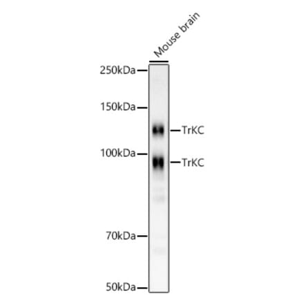 Western Blot - Anti-TrkC Antibody [ARC59398] (A309956) - Antibodies.com