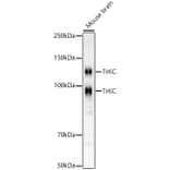 Western Blot - Anti-TrkC Antibody [ARC59398] (A309956) - Antibodies.com