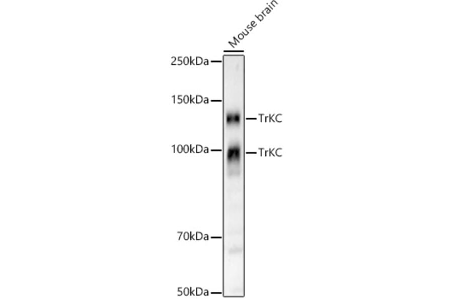 Western Blot - Anti-TrkC Antibody [ARC59398] (A309956) - Antibodies.com