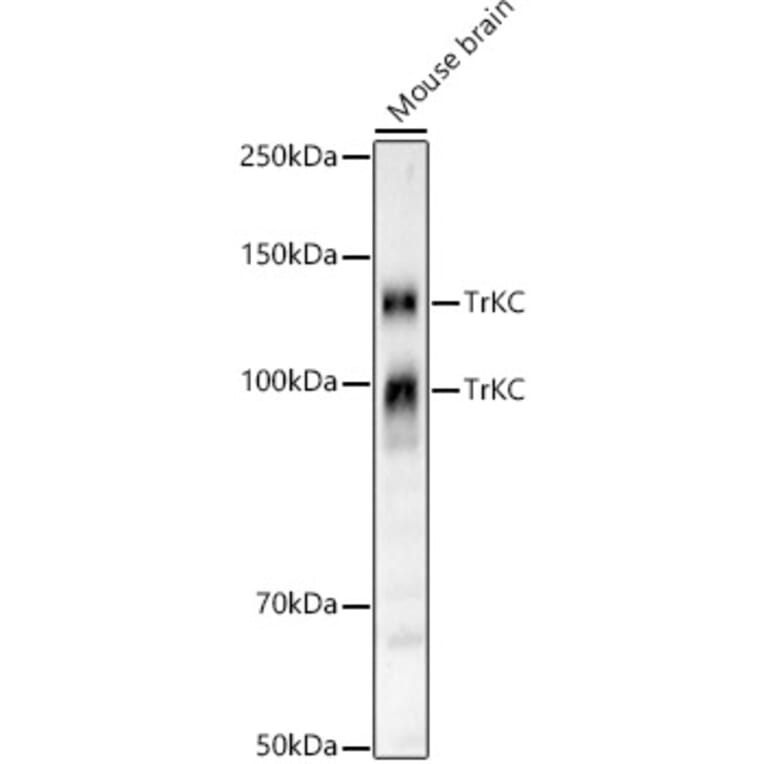 Western Blot - Anti-TrkC Antibody [ARC59398] (A309956) - Antibodies.com