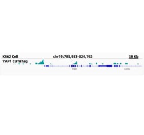 Cut&Tag - Anti-YAP1 Antibody [ARC53469] (A309959) - Antibodies.com