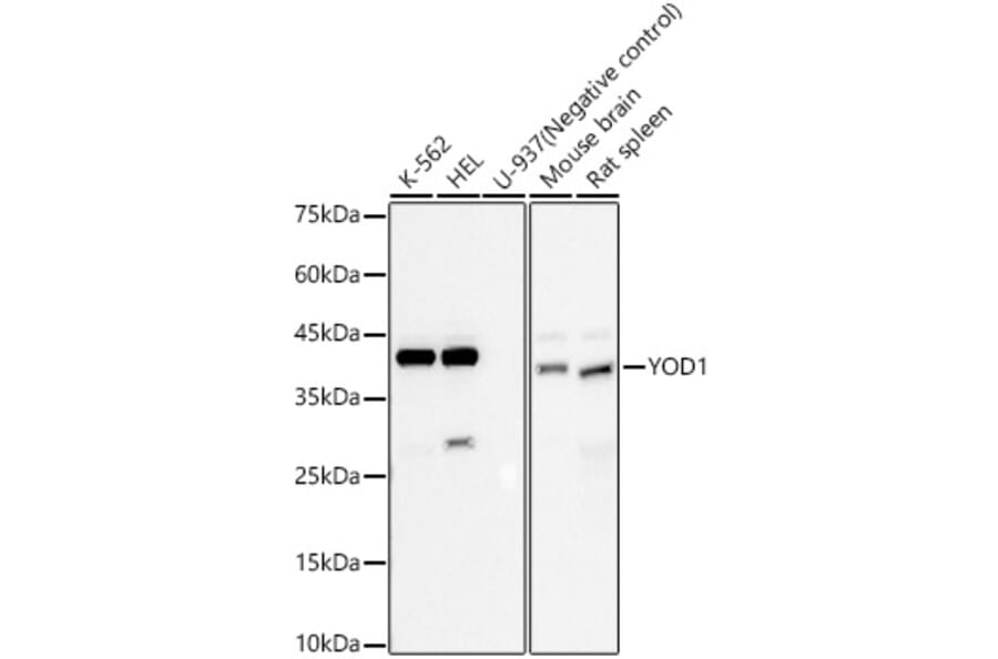 Western Blot - Anti-YOD1 Antibody (A309960) - Antibodies.com