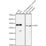 Western Blot - Anti-YOD1 Antibody (A309960) - Antibodies.com