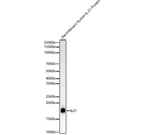Western Blot - Anti-IL-21 Antibody [ARC60381] (A309961) - Antibodies.com