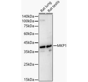 Western Blot - Anti-MKP-1 Antibody (A309966) - Antibodies.com