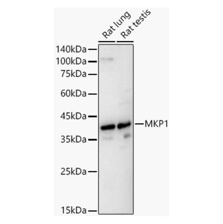 Western Blot - Anti-MKP-1 Antibody (A309966) - Antibodies.com
