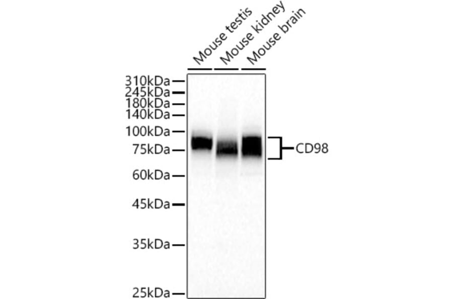 Western Blot - Anti-Slc3a2 Antibody (A309968) - Antibodies.com