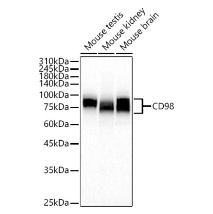 Western Blot - Anti-Slc3a2 Antibody (A309968) - Antibodies.com