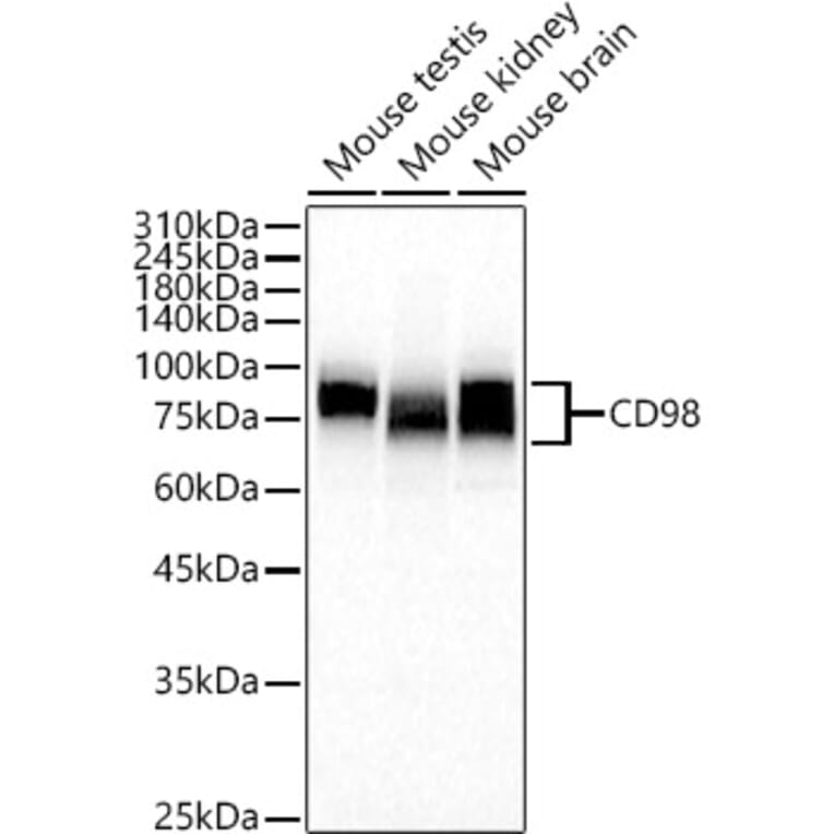 Western Blot - Anti-Slc3a2 Antibody (A309968) - Antibodies.com