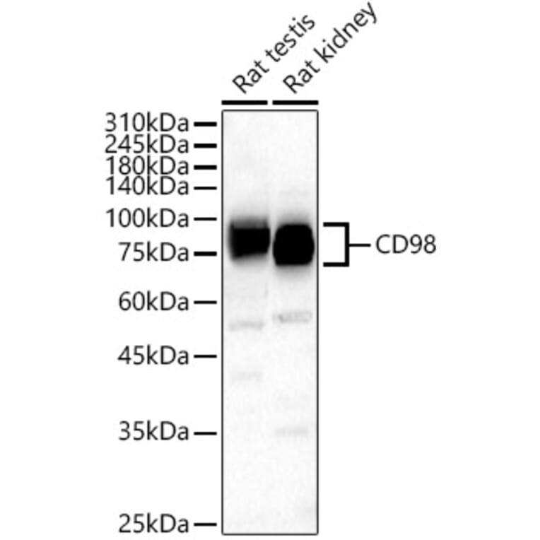 Western Blot - Anti-Slc3a2 Antibody (A309968) - Antibodies.com