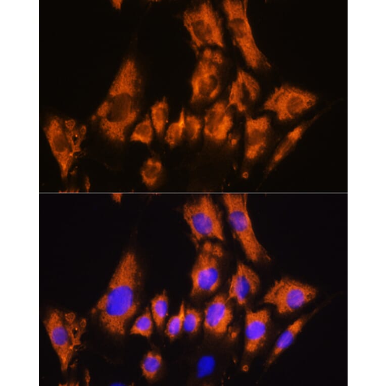 Immunofluorescence - Anti-Cadherin 8 Antibody (A309969) - Antibodies.com