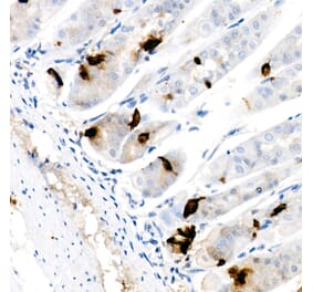Immunohistochemistry - Anti-Ghrelin Antibody [ARC60722] (A309970) - Antibodies.com