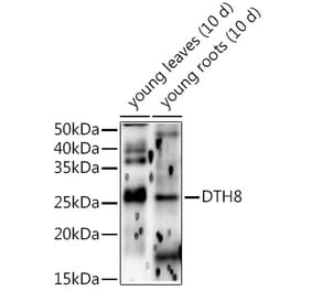 Western Blot - Anti-HD5 Antibody (A309978) - Antibodies.com